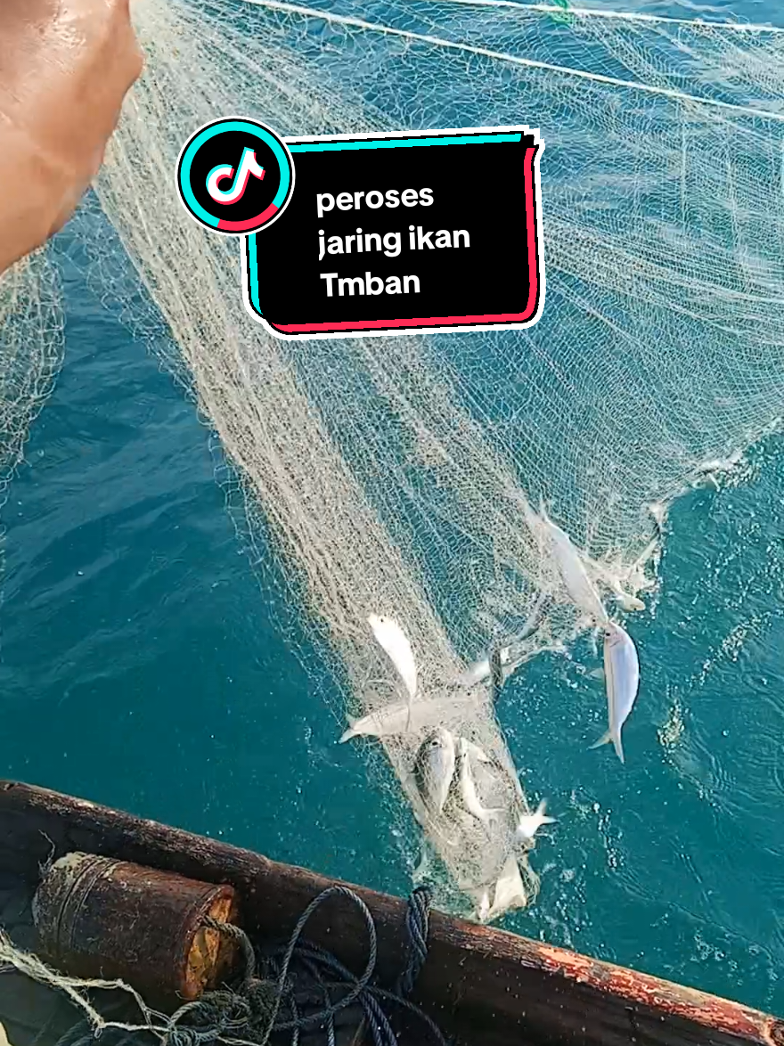 aktifitas menjaring ikan Tmban#nelayan #jaring #nelayanindonesia 