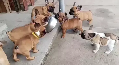 rồi bây làm cái gì nữa vậy#xyzbca #viral #sugardog #dog #funny 