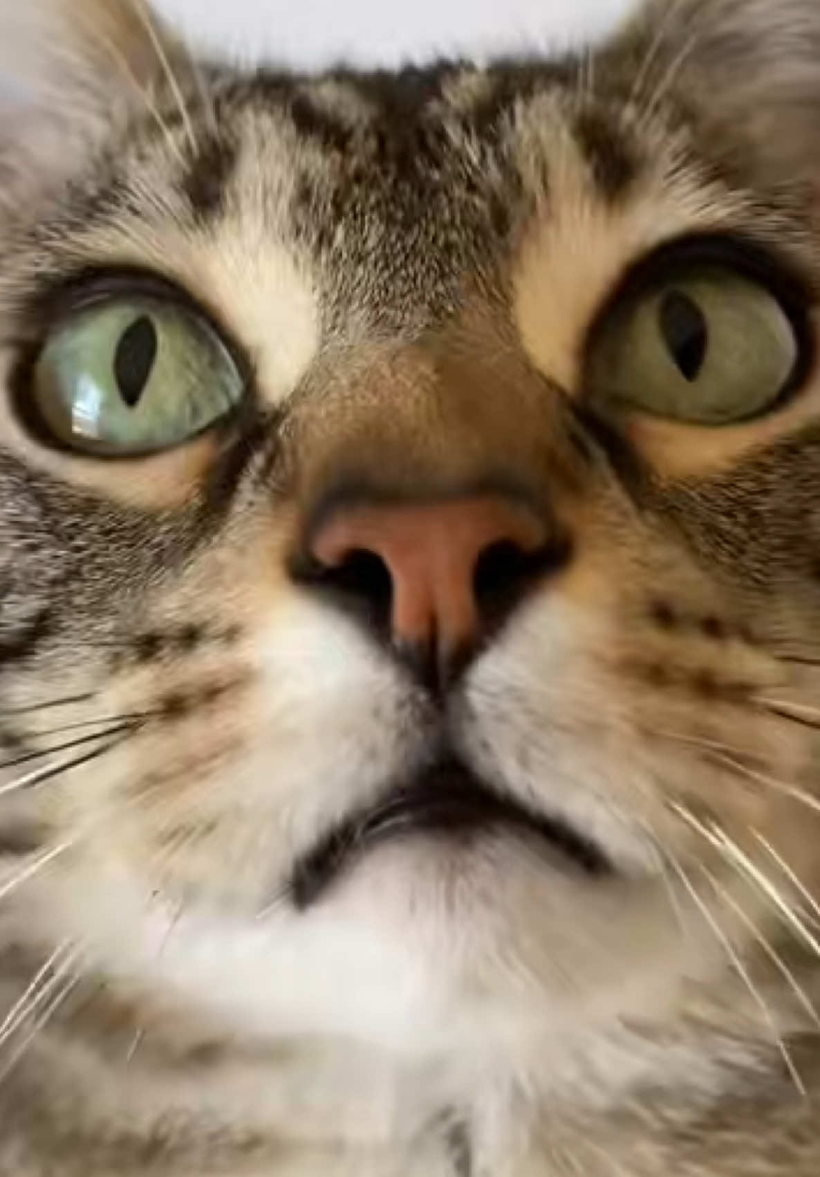 #cat 