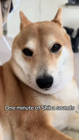 Shiba sounds 🐕 #shibainu #dog #dogsoftiktok 