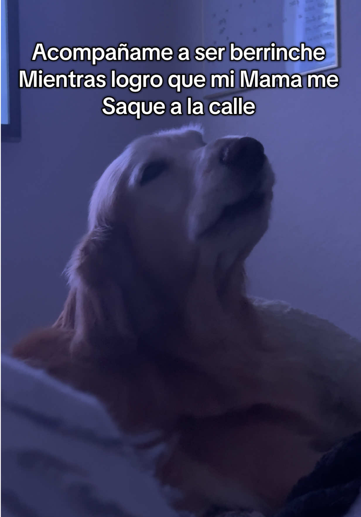 #goldenretriever #berrinche 