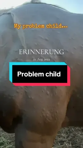 #erinnerung oh Boy was she a problem child last year with her allergies!! I’ve found a natural solution that has solved the problem and her hives didn’t come back this year ❤️ (knock on wood) #horse #allergies #bumpy #fyp 