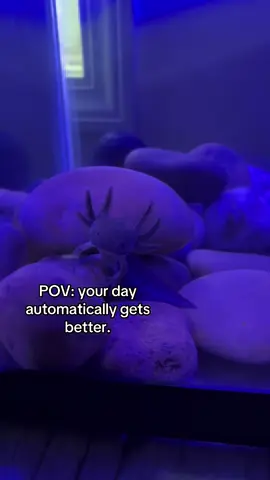 It’s the weekend!! #smile #axolotlsoftiktok #axolotl 