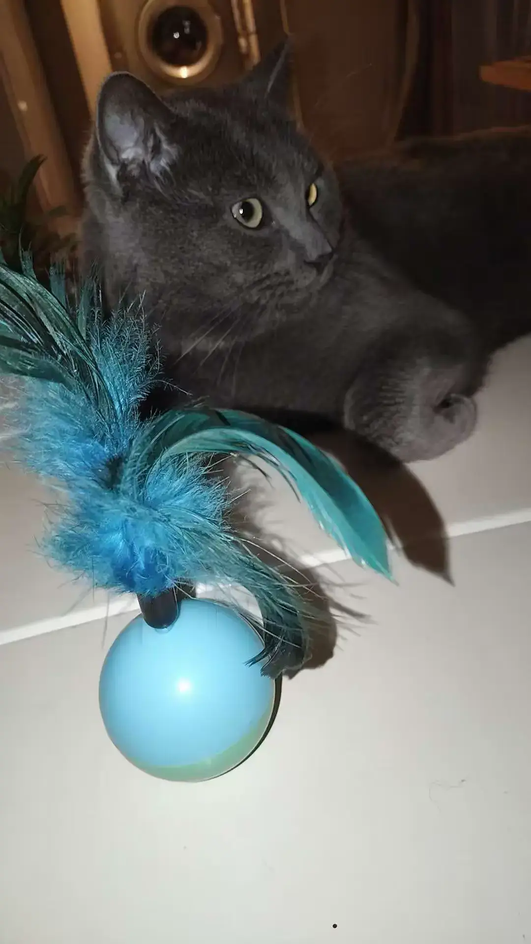 mon chat lâche pas son petit jouet #cat #chat #jouet 
