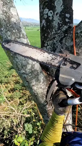 Prune very high branches‼️😱 #treeservice #treework #arborist #chainsawman #chainsaw #ponorogo24jam #jasatebangpohonponorogo 