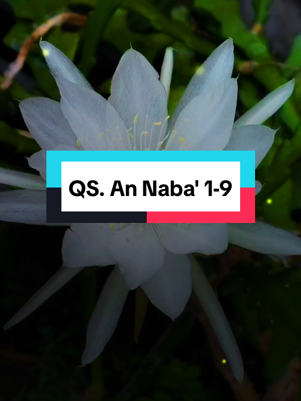 QS. An Naba' 1-9 🔥🔥🔥🔥  #quran #foryou #fyp 