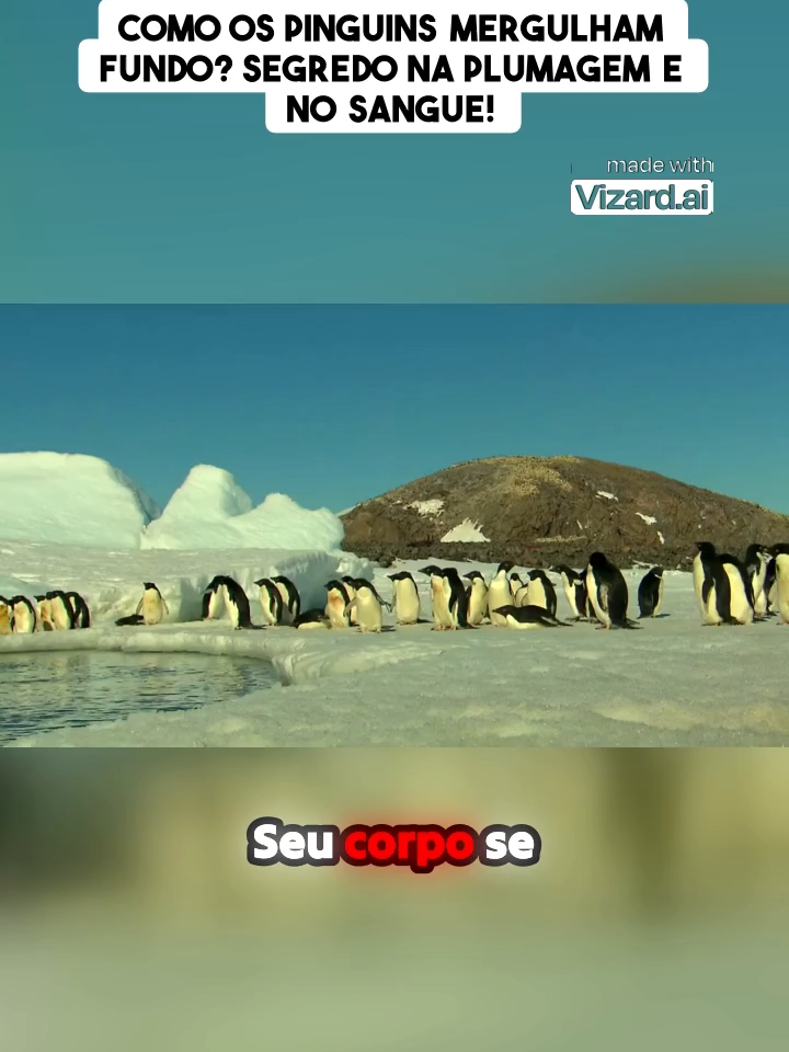 #Como os pinguins mergulham fundo_ Segredo na plumagem e no sangue!#pinguins