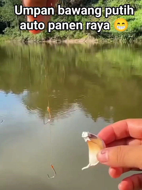 umpan bawang putih auto panen ikan #bawangputih #umpangacor #umpanterbaik #mancing #fishing 