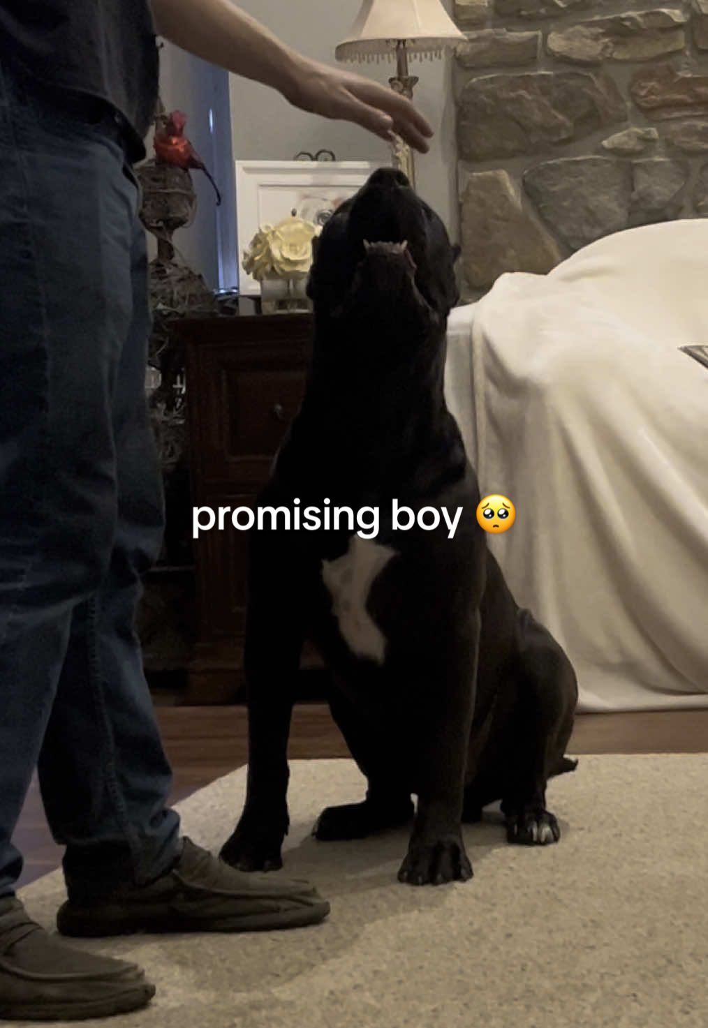 @brooke knows ball this guy keeps impressing me with each passing day #xyzbca #dogtok #dogsoftiktok #viral #explore #trending #presa #presatok #presacanario #urmom 