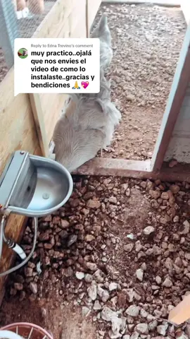 Replying to @Edna Trevino así instale el bebedero automático para mis gallineros… no soy ninguna experta en plomeria lo importante de esto es poner llave de paso en partes claves para poder cortar el agua cuando sea necesario! Las líneas de agua están enterradas y en el tiempo de frío vamos a tener que protegerlas para tratar de prevenir que se congelen! #ranchitoscendejas #gallinasfelices #gallinasponedoras #chicken #chickensoftiktok 