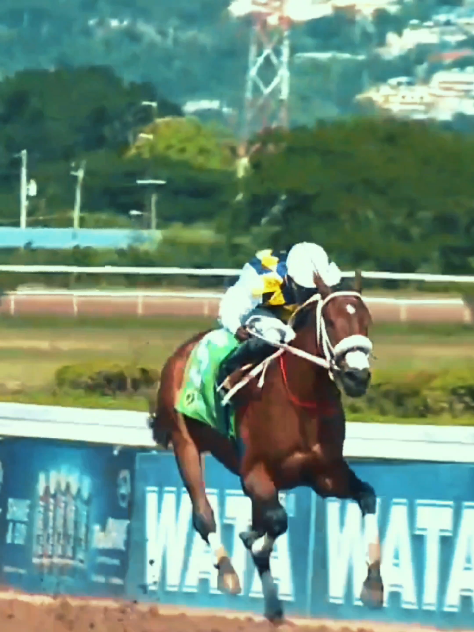 Prizefighter #roberthalledeen #caymanaspark #tiktok #jockey #jamaicatiktok 