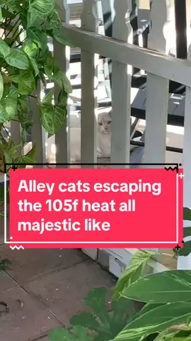 #cutecats #cats #whitecat #aesthetic #catsoftiktok 