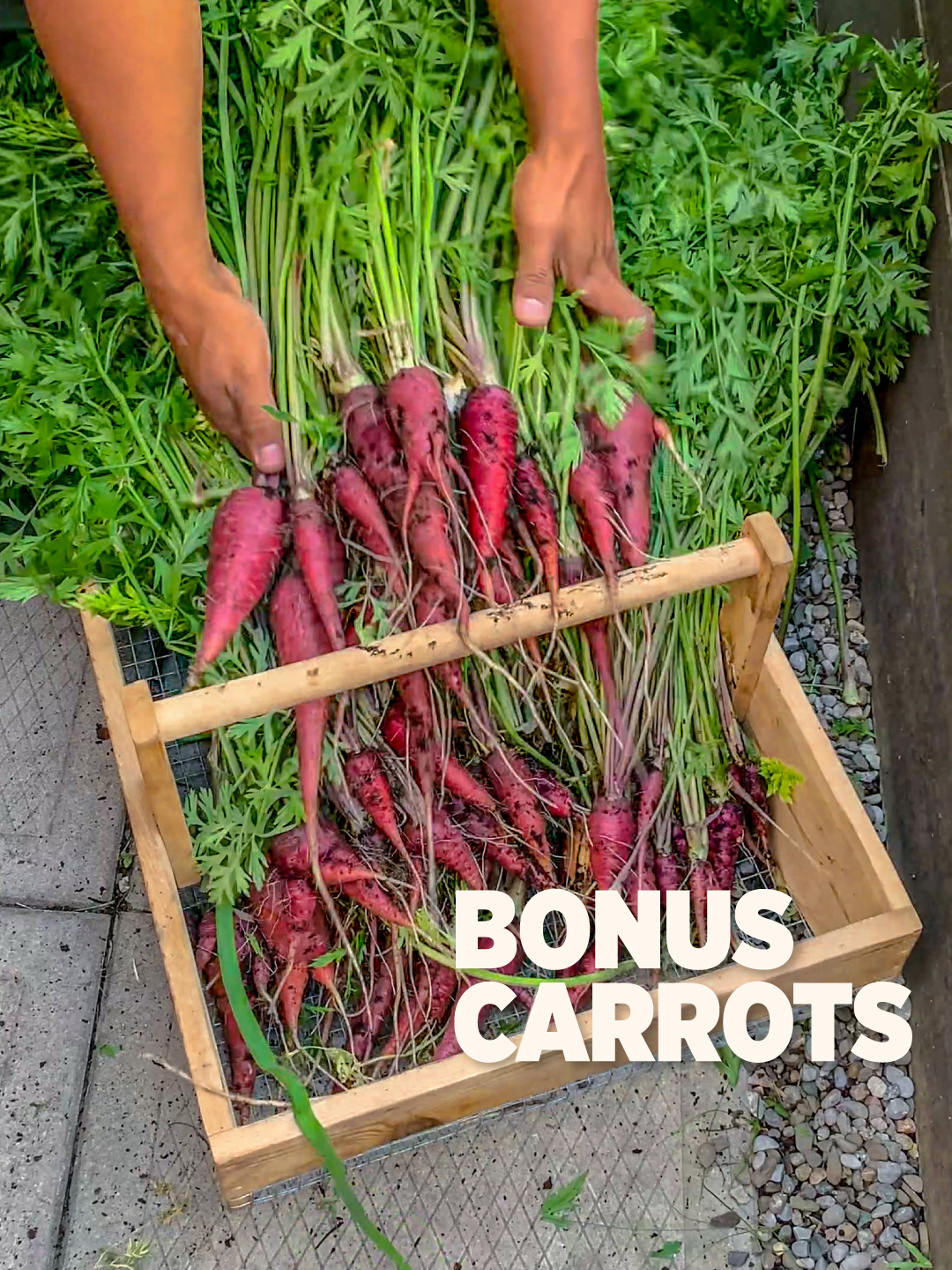 Want MORE carrots from the same space? Plant onions alongside your carrots! The onions protect the carrots from pests while maximizing your harvest. Simple but SO effective! Save this for planting season! #gardentips #carrotharvest #companionplantingtips #gardenharvest #asmr