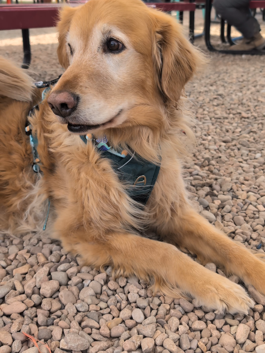 I still feel like I was the luckiest dog mom on earth . To be loved by you 💕.  I miss you every second bubba - 🌈 🐾  #rainbowbridge #dogloss #caninecancer #cardiachemangiosarcoma #goldenretriever 