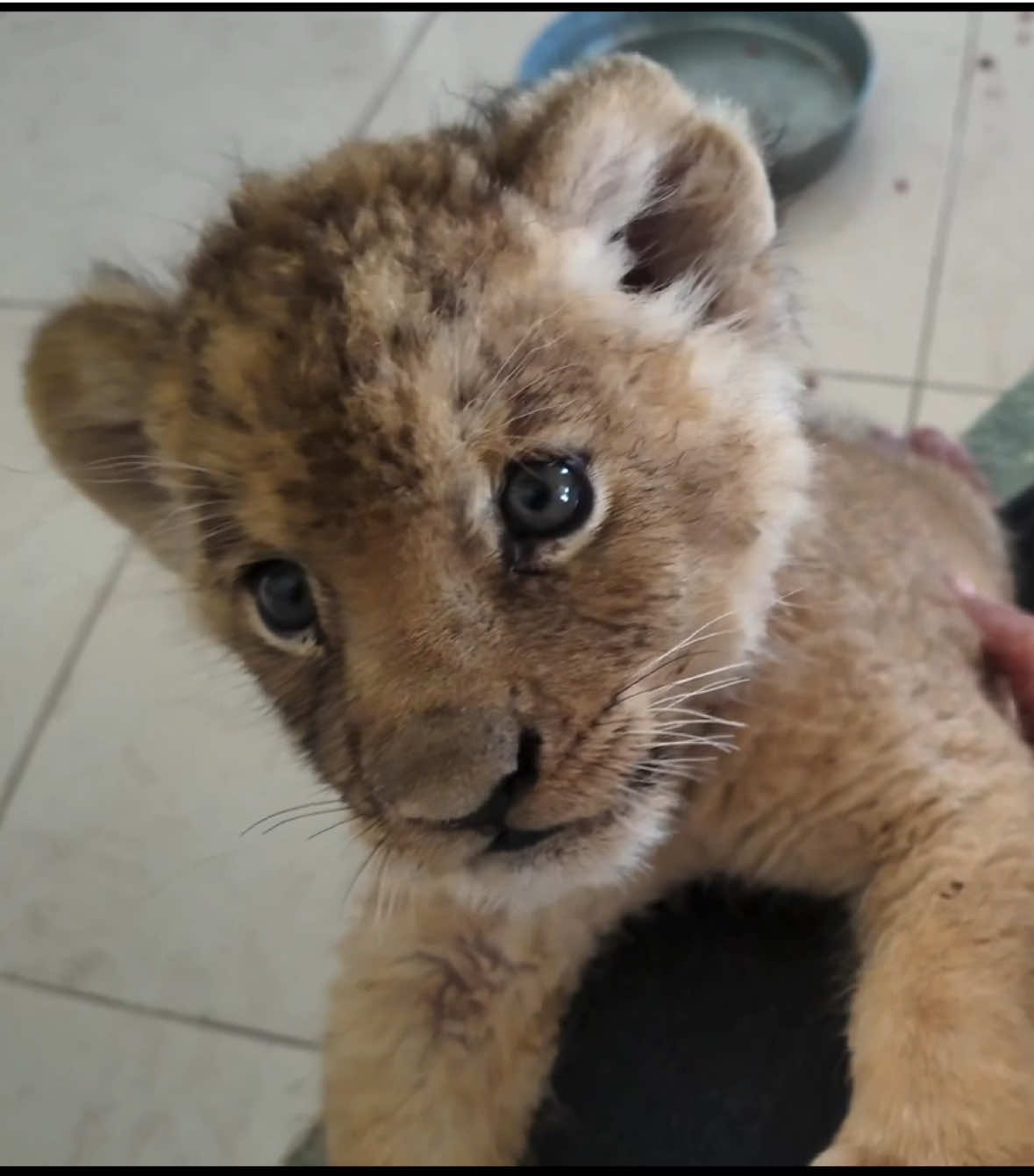 My little baby 😻   #fypシ゚viral #foryoupage #viral #wildlife #cuteanimals 