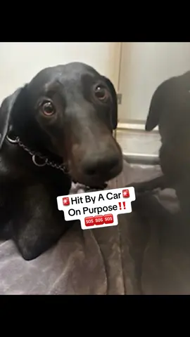 #urgente #help #fyp #shelterdog #dogsoftiktok 