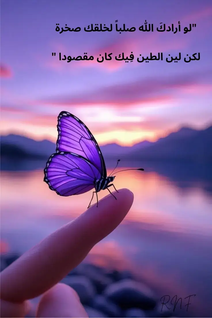 #butterfly #purple #massage #explore #fyp 