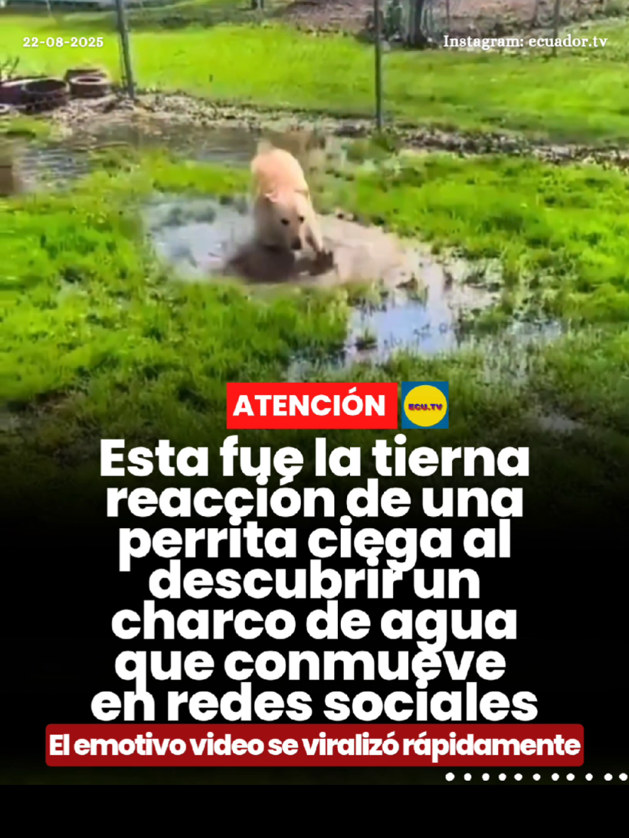 #ATENCIÓN | Esta fue la tierna reacción de una perrita ciega al descubrir un charco de agua que conmueve en redes sociales 🚨. Un video protagonizado por una perrita ciega se ha vuelto viral en redes sociales, conmoviendo a miles de usuarios por la ternura y espontaneidad de la escena. Las imágenes muestran el momento en que la perrita descubre un charco de agua y lo disfruta como si se tratara del mejor regalo del día. Entre saltos y chapoteos, su reacción juguetona ha logrado arrancar sonrisas y generar un sinfín de comentarios llenos de cariño. Para muchos internautas, este gesto simple se ha convertido en un recordatorio de que la felicidad puede encontrarse en los detalles más pequeños de la vida, incluso en medio de la adversidad.