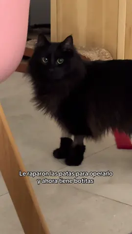 El gato con botas 