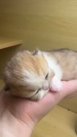 So cute #cutecat #pet #kucing #kitty 