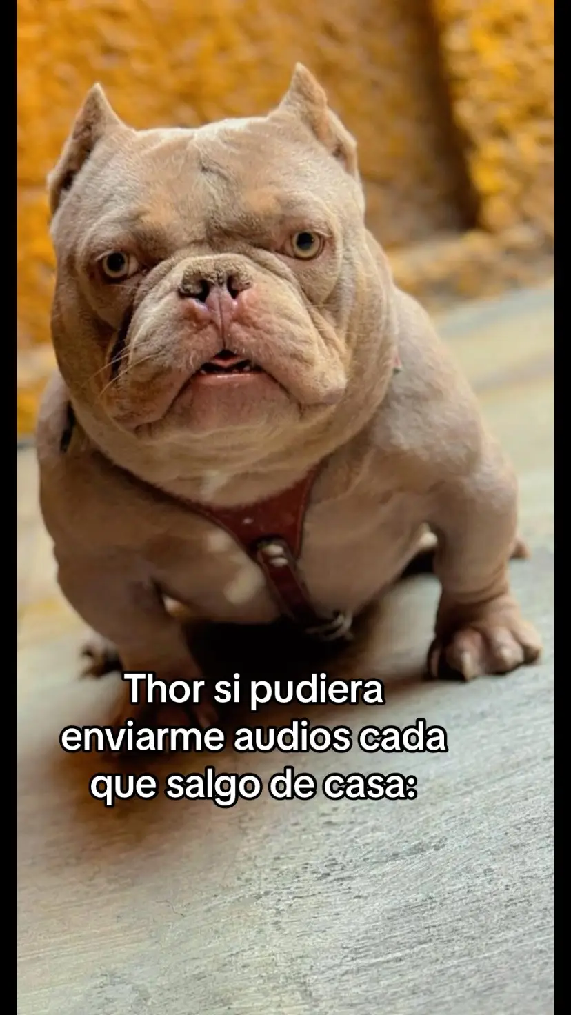 #americanbully #microbully #nanobully #exoticbully #humor 