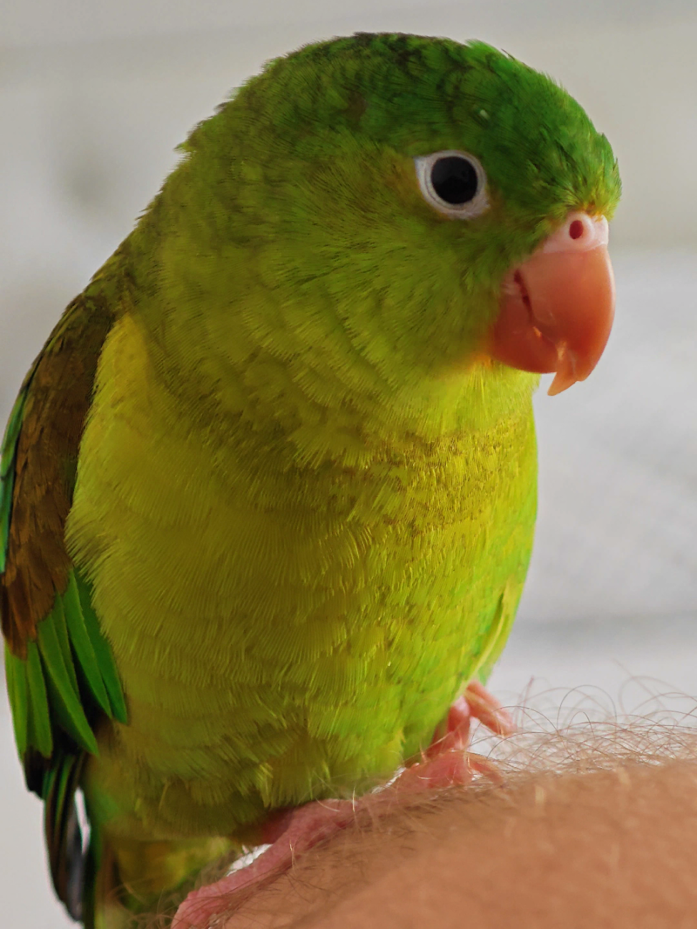 ¿Sabías que tu periquito habla contigo con su cuerpo? 🐦 Si lo ves parado en una sola pata, no te preocupes, ¡no está cojo! Eso significa que se siente relajado y seguro. Y si además empieza a morder suavemente su propio pico, es otra señal clarísima: tu periquito está cómodo, tranquilo y feliz. Lo mejor de todo es que si hace esto cuando está contigo, quiere decir que confía en ti y se siente protegido a tu lado. 💚 Así que la próxima vez que lo veas así, ¡felicítate! Tu periquito te está diciendo: “me siento bien contigo”. 🐦✨ . . . . . . . #birdtok #mascotasfelices #animallovers #avesdetiktok #cute 