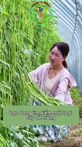 Một vườn đầu đũa ngon ngọt dễ chăm, dễ trồng#trongrau #hatgiong #trongrausach 