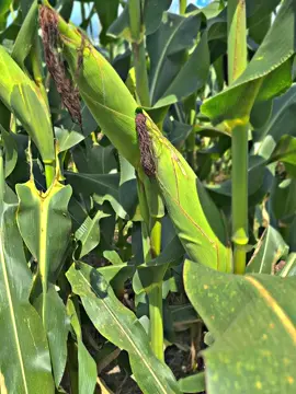seng penting usaha #petaniindonesia🇮🇩🇮🇩🇮🇩🌿🌿 #petanimuda #petanijagung #jagungbalap🌽 