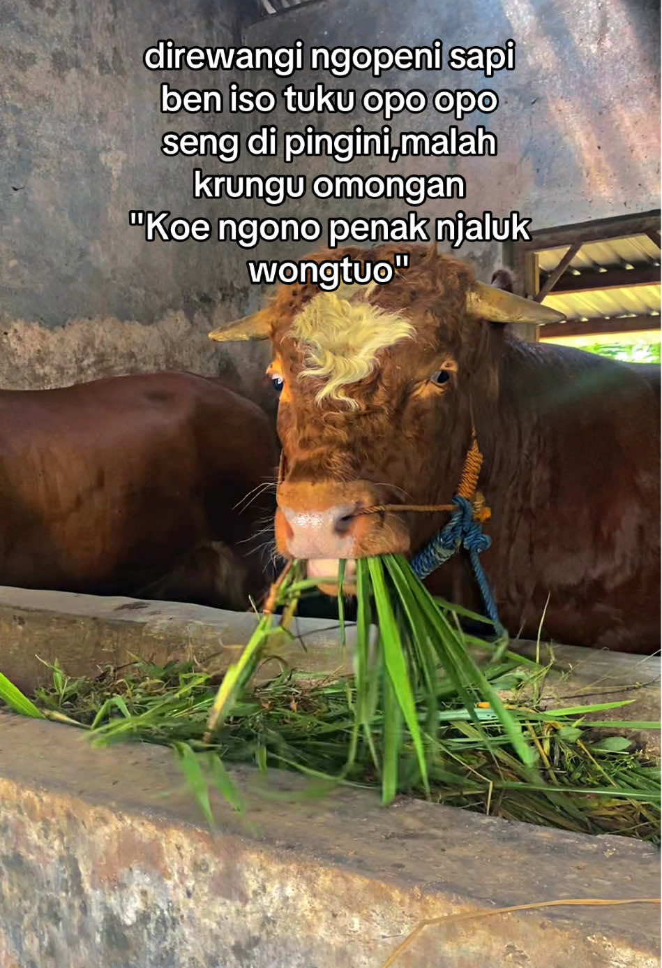 #sapijumbo #peternakmuda #sapi