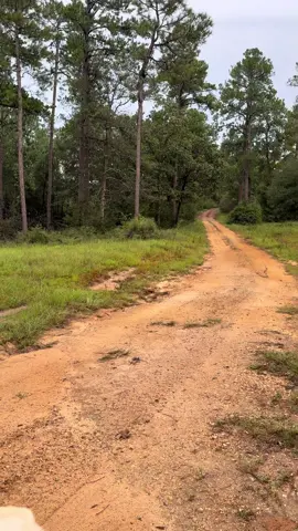 Blossom gets the zoomies just like the dogs do 🌸 . . . #Outdoors #nature #farmlife #deertiktok #farm 