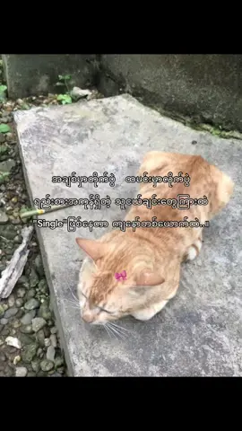 🥹🎀#ဘာညာပေါ့ကွာ♡ #foryoupage #pyfツ #views #tiktoknews 