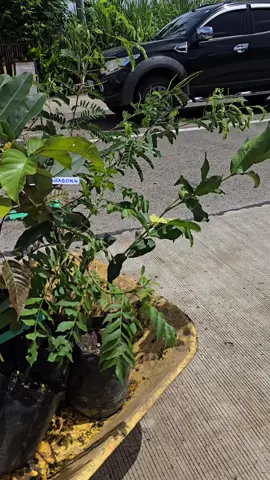 Hello po.. we're located at Seedlings La Castellana, Igpanolong Hi way, Brgy. Robles, La Castellana, Negros Occidental. You may search us at Seedlings La castellana 2 in google Map. At ang aming numero po ay  09486578352  09563660278 pwede po kayo tumawag ano mang oras. Thank you.