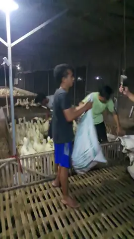 proses panen bebek peking#tiktoklive #livehighlights #bebekpeking 