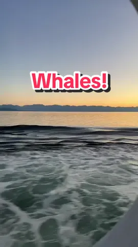 Where are all the whales! #alaska #cruise #freewilly #beautiful #whale 