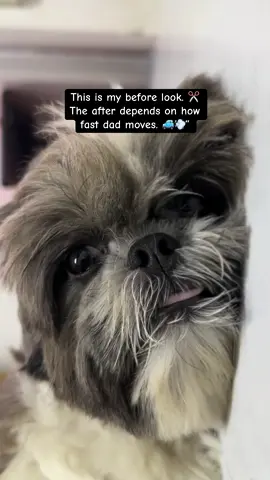 Spa day pending… dad, hurry before I turn into a mop! 🧹🤣 #typppppppppppppppppppシ #CofiBoi #dogsoftiktok #trending #furbaby  @Geh @Jeremiah Lanot