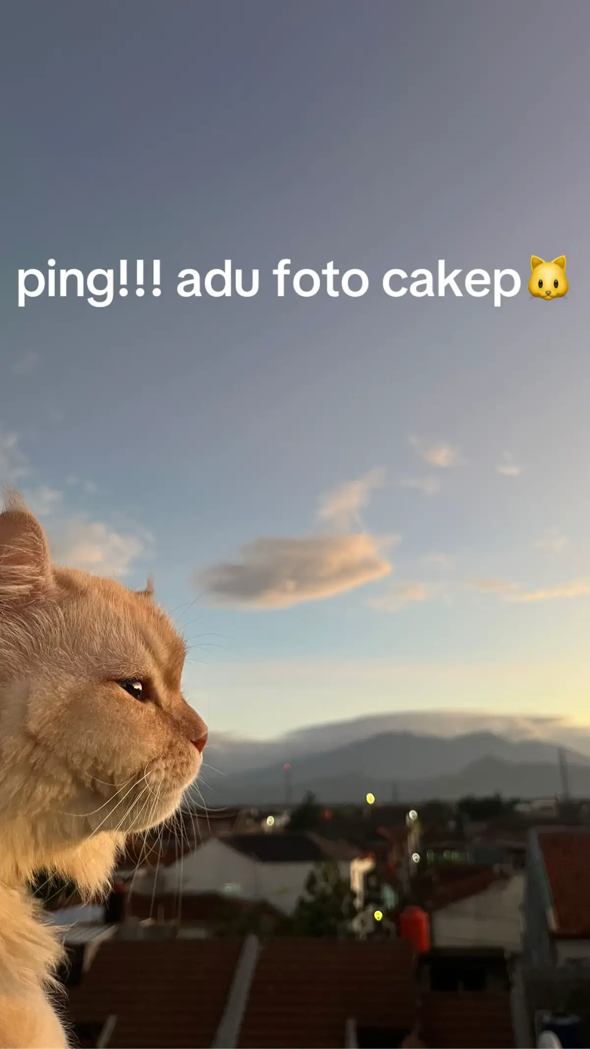 #cat #kucinglucu #catsoftiktok 