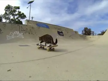 cat skateboard #cat #skateboard #fyp #viral #edit