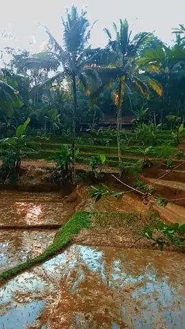 Rumah terpencil#Dikelilingi sawah dan kebun#jauh dari keramaian#Bikin hati tenang#Suling sunda merdu