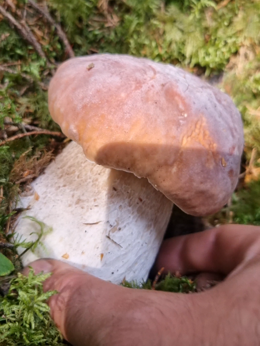 #nature #mushrooms #boletus #wildmushrooms #hribi 