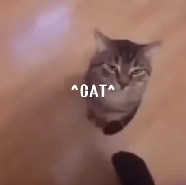 I'm kitty cat :∆ #kitty #cat #dance #fyp 