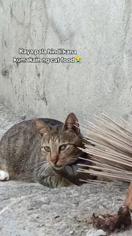 all the time hoppy ean pala ang gusto mo #fypage #cat #catlover 