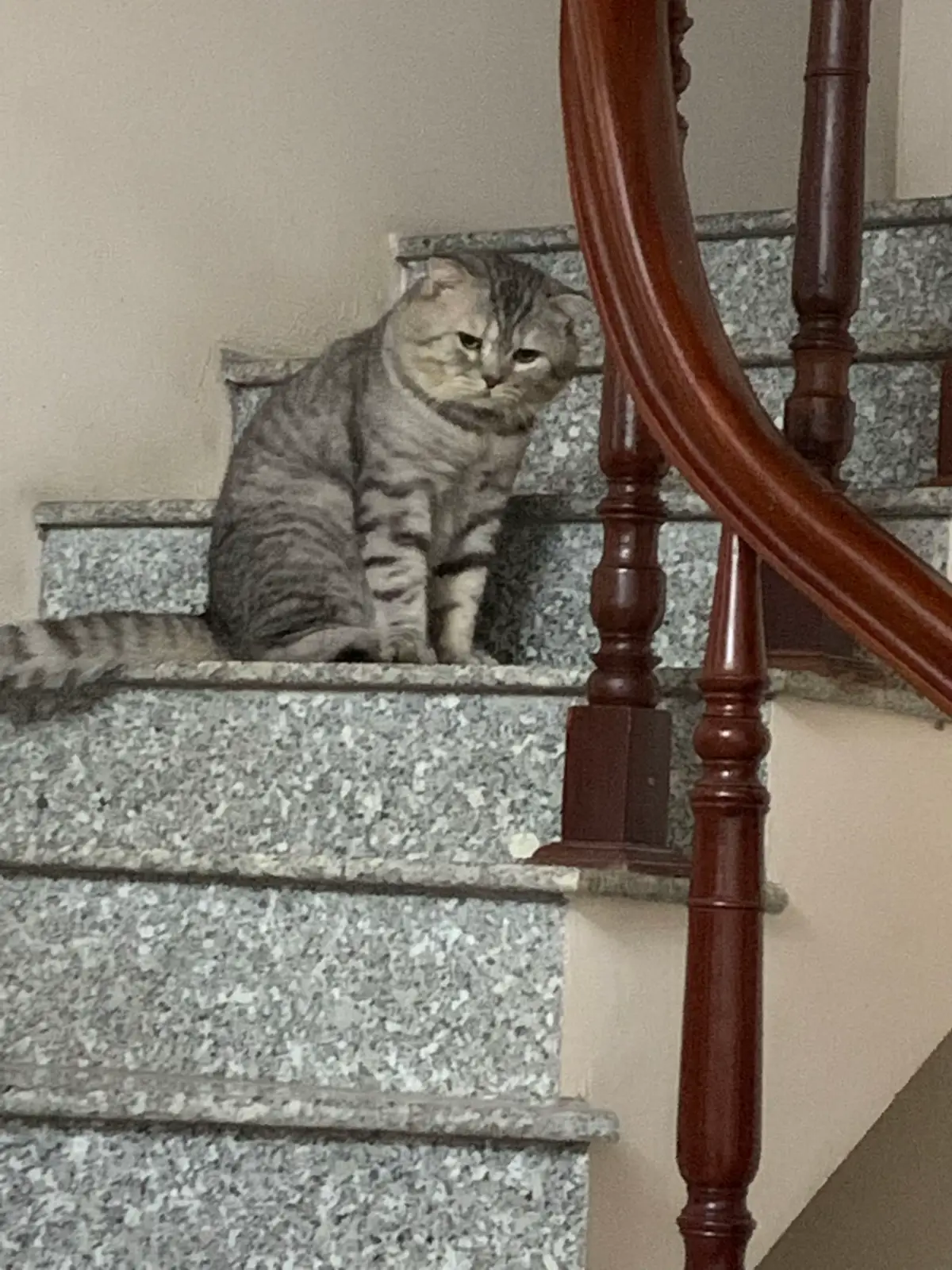 Đủ các đức tính của nó luôn 😒 #gaugau1411 #catsoftiktok #catlover #memeface #funny 