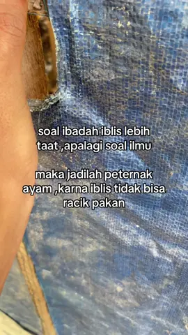 #fyp #peternakmuda #ayam #ayamboiler #ayamkub #ayamkub 