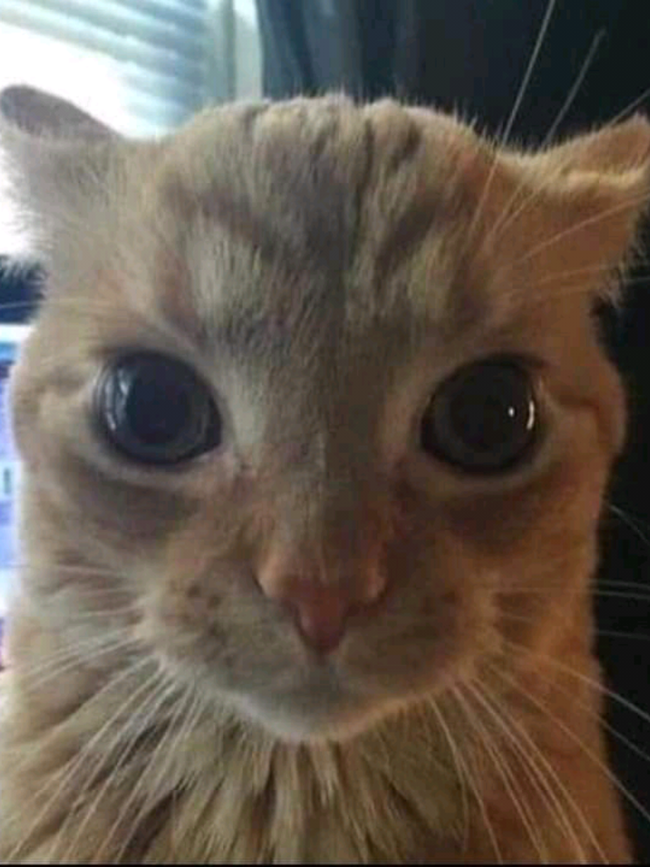 #fypp #gatosnaranjas #trend #catslovers #fyppppppppppppppppppppppp a ustedes les pasa?