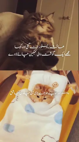 Mention Ayesha #foryoupageoffical #foryoupage  #foryoupageofficial #foryoU #viral #meme#memes #cats #funnyvideos #viralmemes 