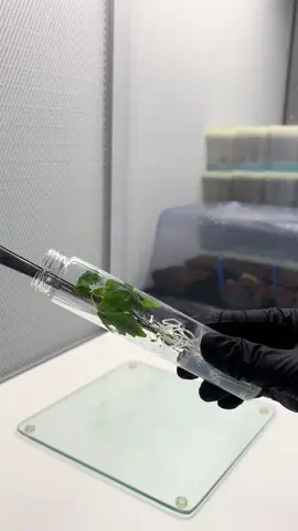 #tissueculture #plantscience #fyp #explore #plantsoftiktok 