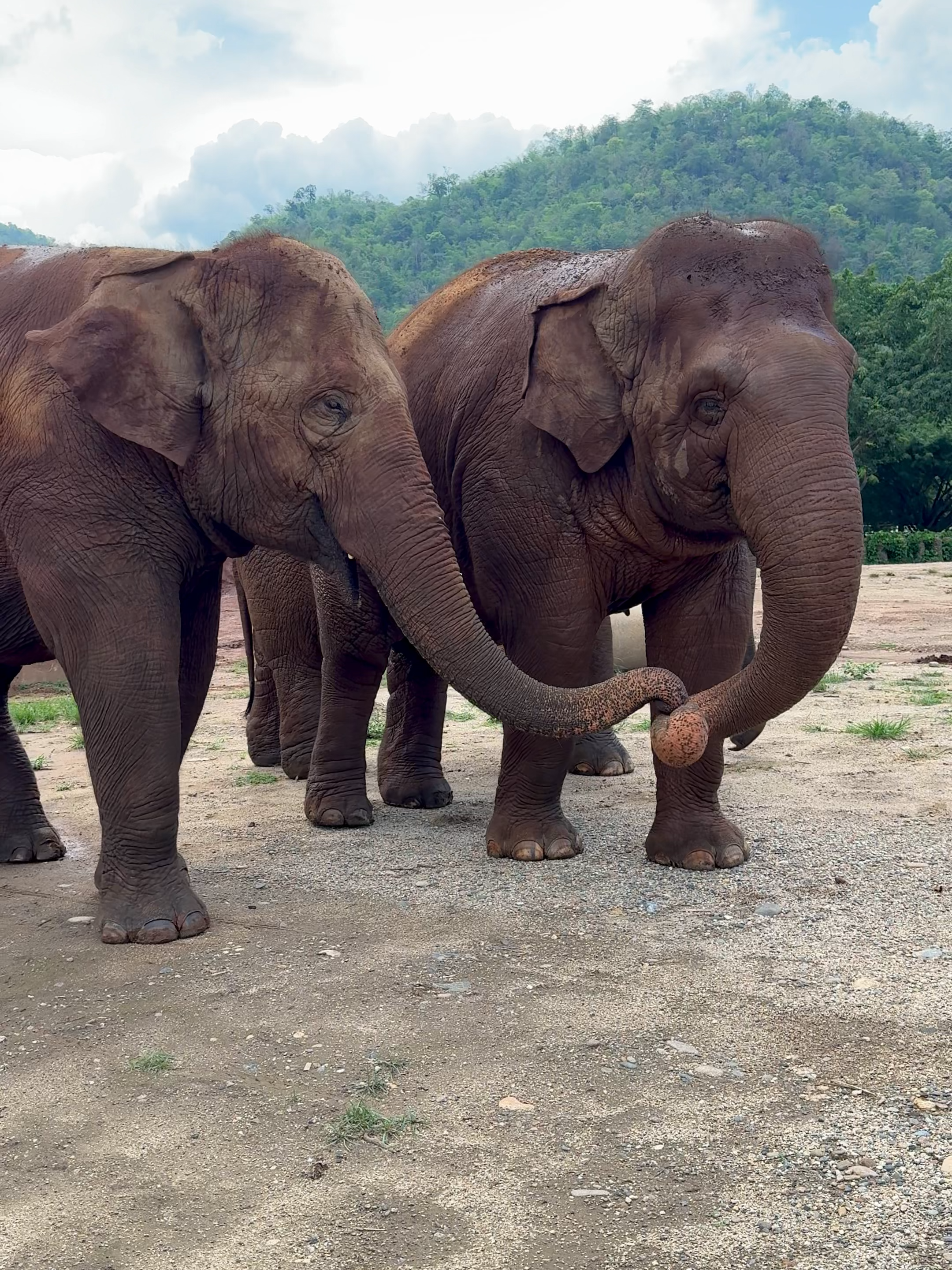 Although elephants don’t speak like humans, they communicate beautifully through the language of the heart in their own distinct way. 🐘💞 At Elephant Nature Park, we often hear a variety of sounds echoing from the herd—each unique to the individual. While we may not grasp the meaning, the elephants always seem to understand each other perfectly. Their trunks act like tender hands—reaching out to touch, comfort, and express love within their close-knit family. The bond they share is profound—a silent connection more powerful than words could ever be. แม้ช้างจะไม่มีถ้อยคำแบบมนุษย์ แต่พวกเขาก็สื่อสารกันด้วย “ภาษาของหัวใจ” 🐘💞 ที่ Elephant Nature Park เรามักได้ยินเสียงหลากหลายจากเหล่าช้างในโขลง เสียงที่เป็นเอกลักษณ์แตกต่างกันออกไป แม้เราอาจไม่เข้าใจความหมายทั้งหมด แต่พวกเขากลับเข้าใจกันได้อย่างลึกซึ้งเสมอ งวงของช้างก็เปรียบเสมือนมือที่โอบกอด ใช้ในการสัมผัส แสดงความรักและความห่วงใยต่อกันภายในครอบครัวของพวกเขาค่ะ #ElephantNaturePark #แอลลิแฟ้นท์เนเจอร์ปาร์ค #Elephant #ChiangMai #HappyElephants #ElephantFamily  #ElephantsOfThailand #RescuedElephants #AnimalSanctuary #WildlifeRescue #EthicalTourism