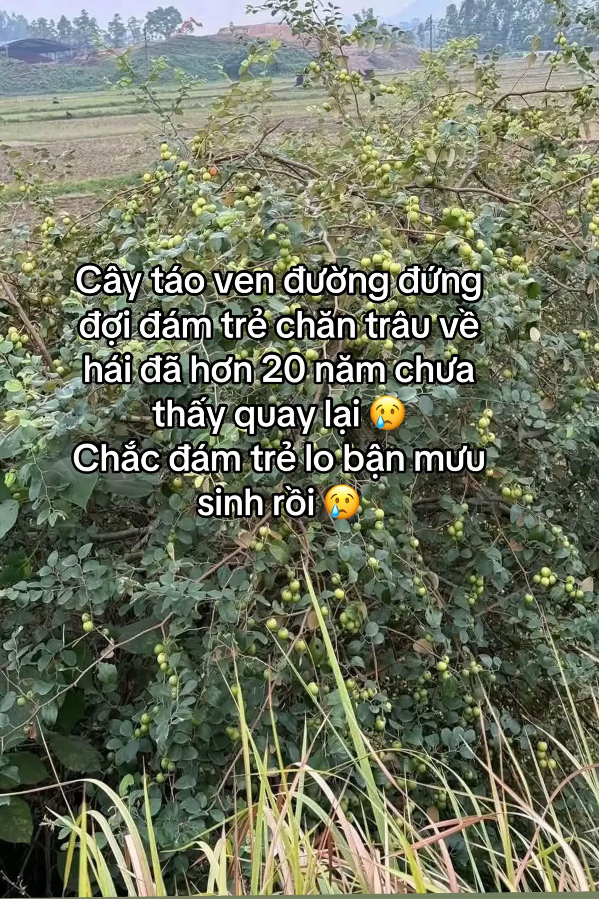 Hồi đó mà có cây táo này thì chắc không còn trái nào các bạn nhỉ? #kyuc8x9x #8x9x #luytrelang #caytao8x9x