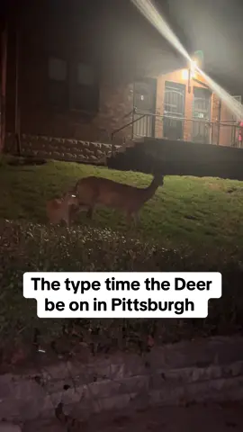 Only in Pittsburgh #deer 