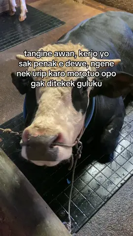 jelas dipateni aku #4u #fypシ #berandatiktok #story #storywa 